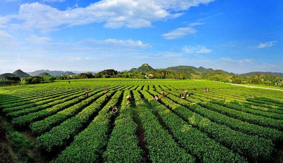 茶葉采摘的矛盾與協調性